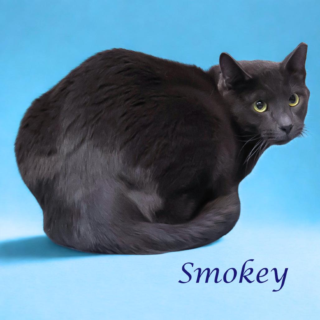 Smokey C25-305, Adoptable, Adult Male Domestic Short Hair.