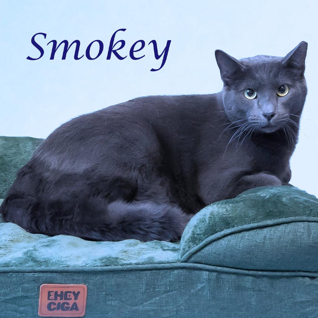 Enlarge Smokey C25-305, a Adoptable Domestic Short Hair in Lebanon, TN image 2/6