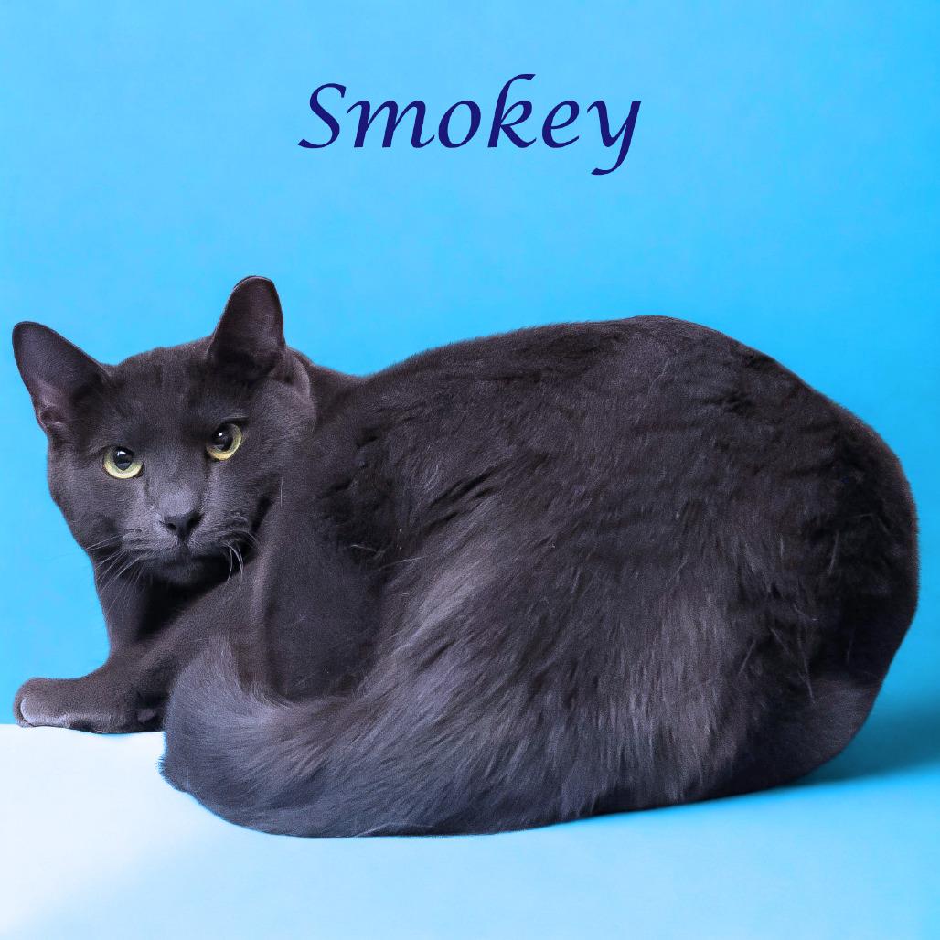 Enlarge Smokey C25-305, a Adoptable Domestic Short Hair in Lebanon, TN image 3/6