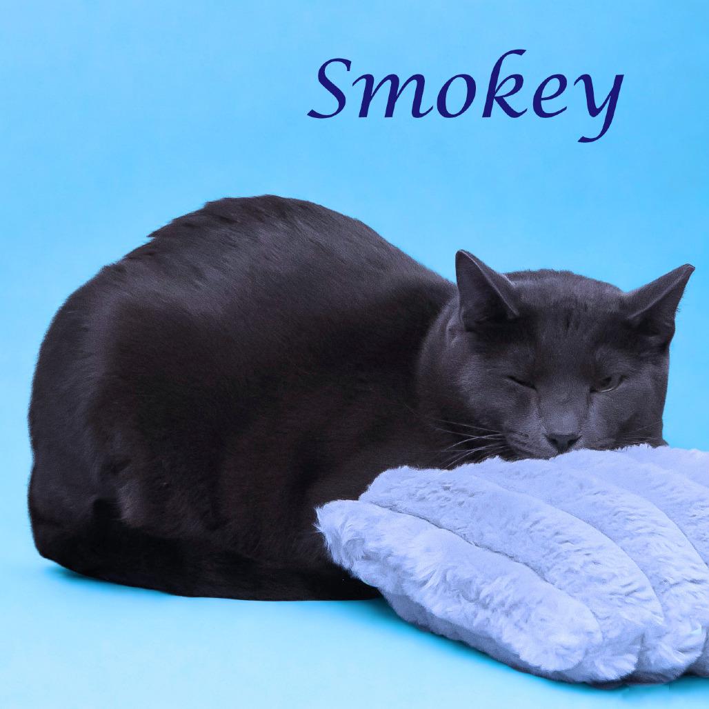 Enlarge Smokey C25-305, a Adoptable Domestic Short Hair in Lebanon, TN image 4/6