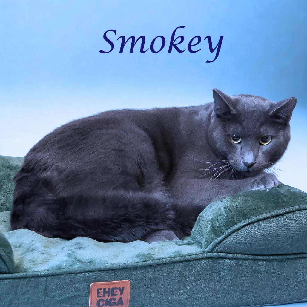 Enlarge Smokey C25-305, a Adoptable Domestic Short Hair in Lebanon, TN image 6/6