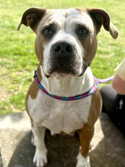 Enlarge Athena, a Adoptable mixed breed in King William, VA image 1/2