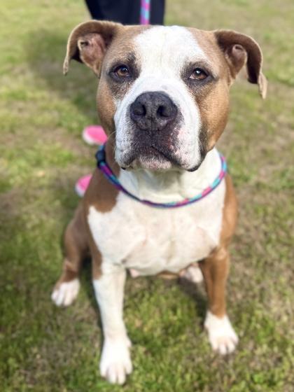 Enlarge Athena, a Adoptable mixed breed in King William, VA image 2/2