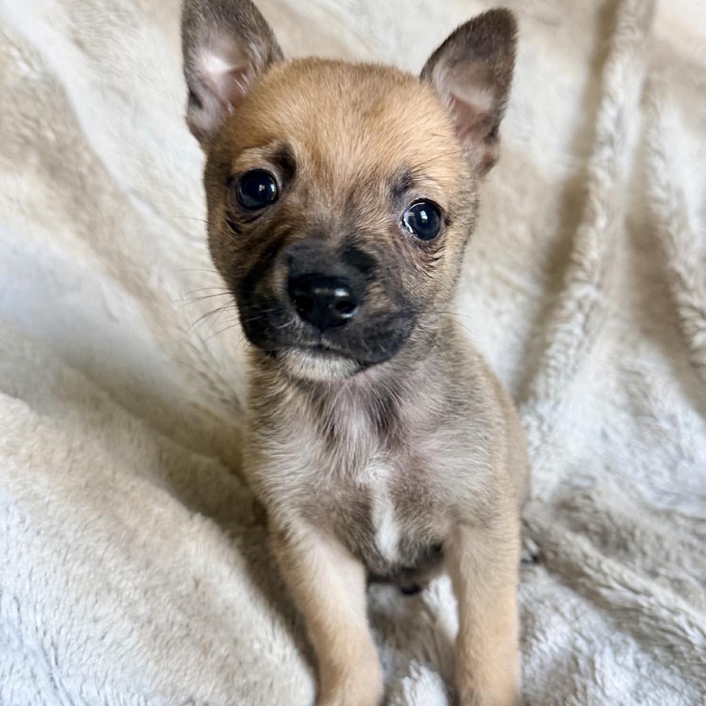 Rocky photo