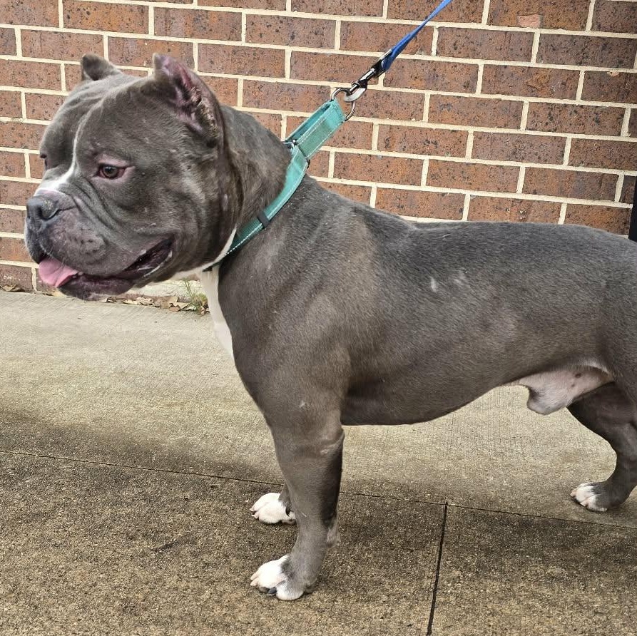 Enlarge Titus, a Adoptable American Bully in Waterloo, IA image 4/4