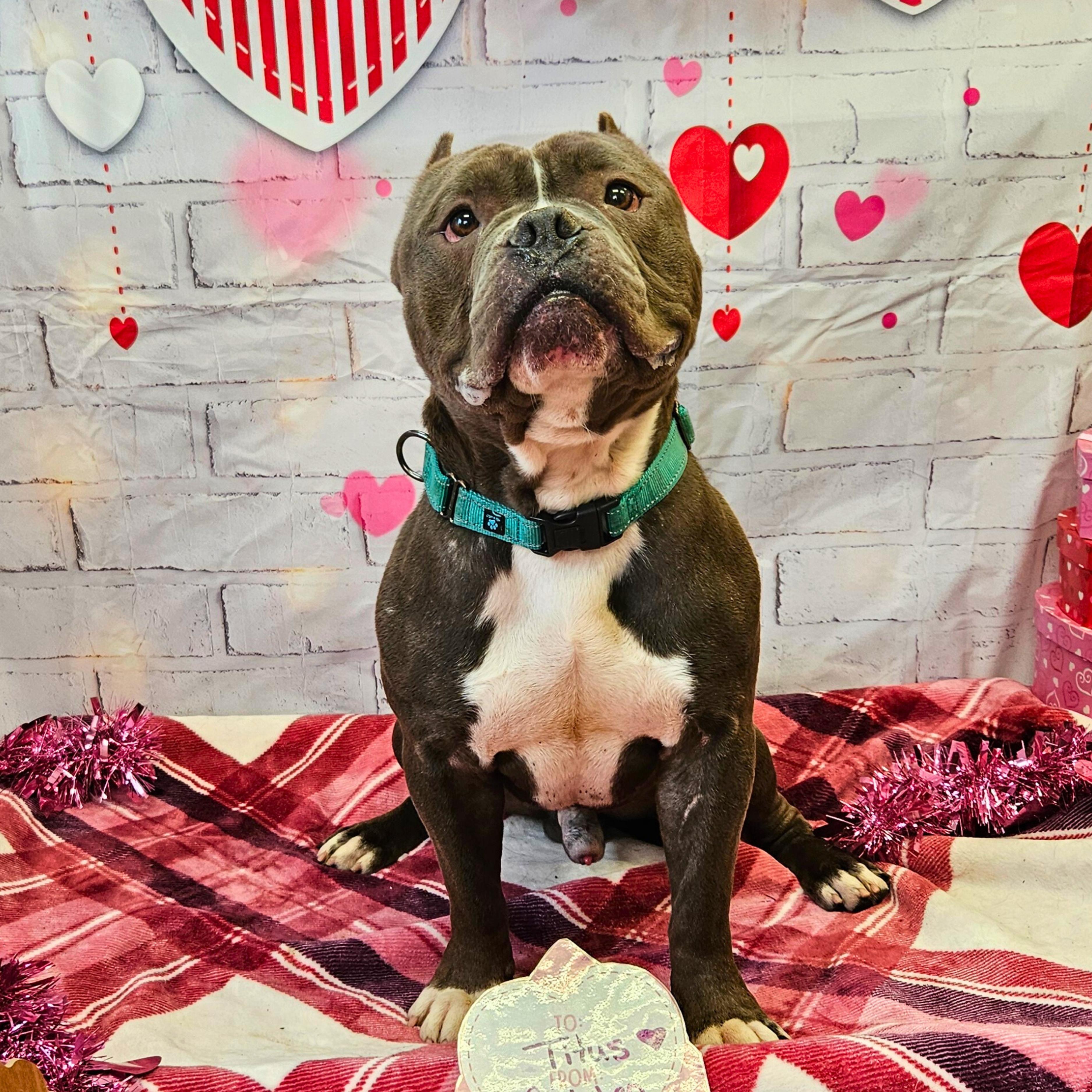 Enlarge Titus, a Adoptable American Bully in Waterloo, IA image 2/4