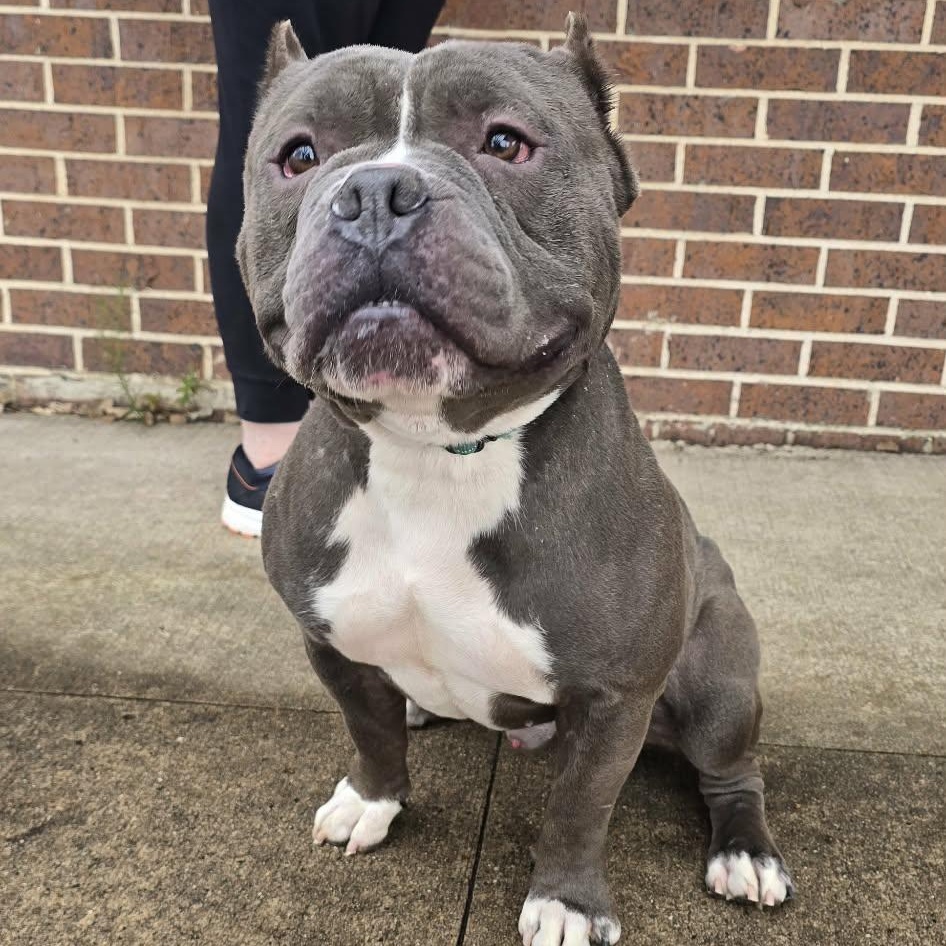 Enlarge Titus, a Adoptable American Bully in Waterloo, IA image 1/4