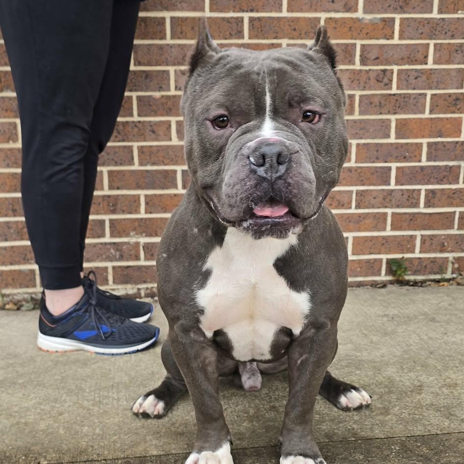 Enlarge Titus, a Adoptable American Bully in Waterloo, IA image 3/4