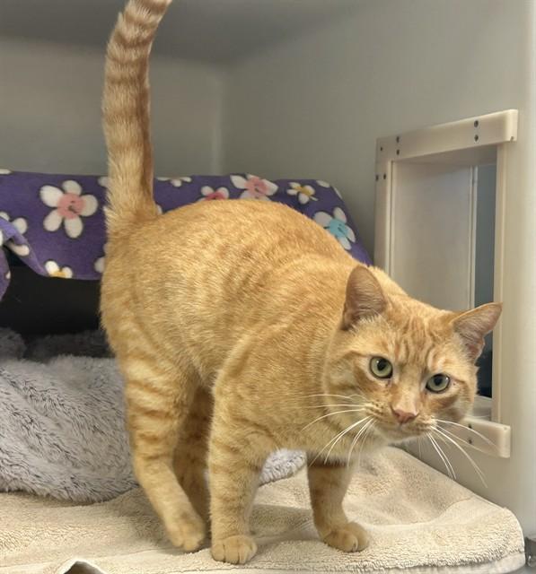 RITZ, Adoptable, Adult Male Domestic Short Hair.