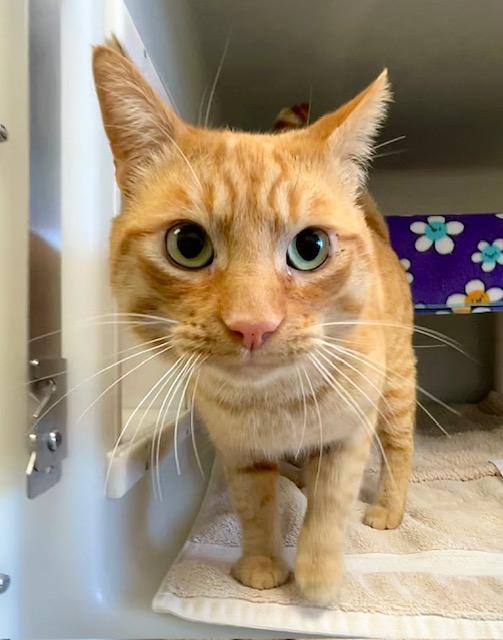 Enlarge RITZ, a Adoptable Domestic Short Hair in Salinas, CA image 1/1