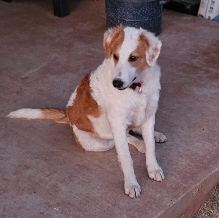 Enlarge Hope, a Adoptable mixed breed in Carnegie, OK image 1/2