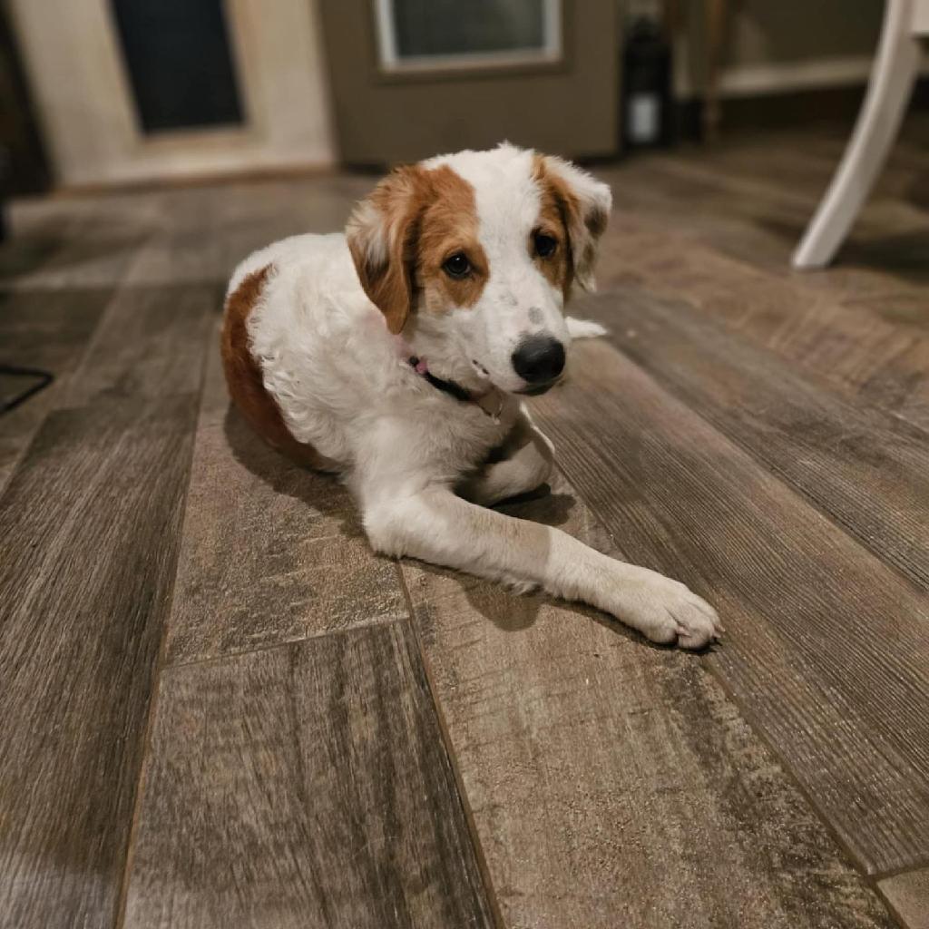 Enlarge Hope, a Adoptable mixed breed in Carnegie, OK image 2/2