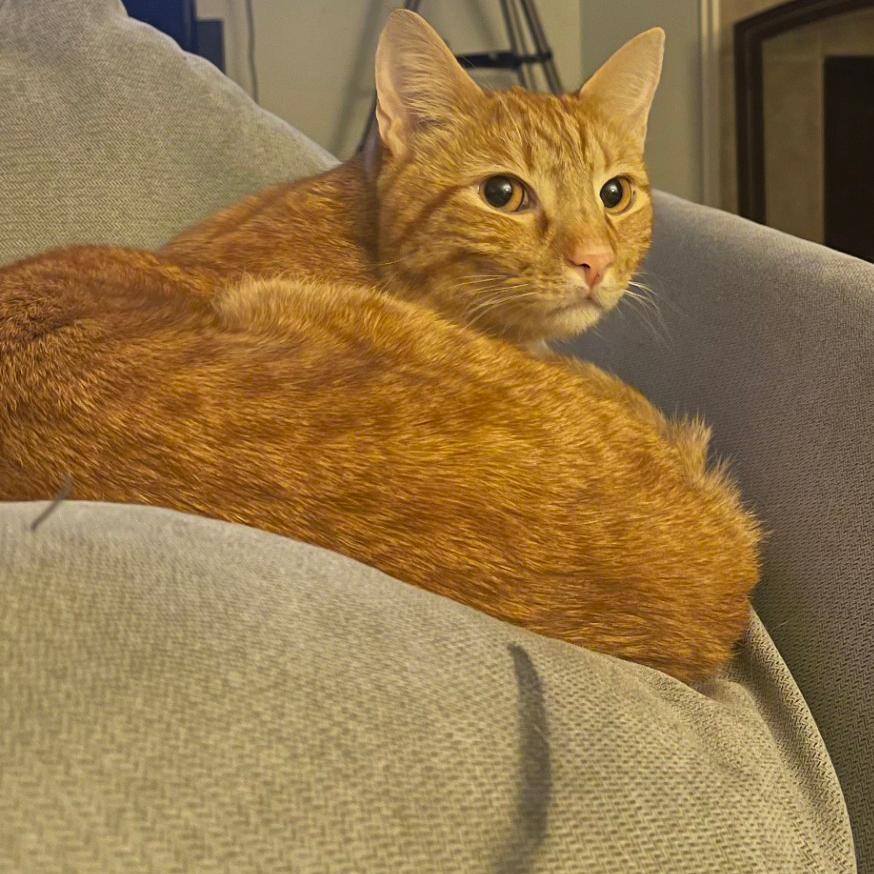 Christopher, Adoptable, Adult Male Domestic Short Hair.