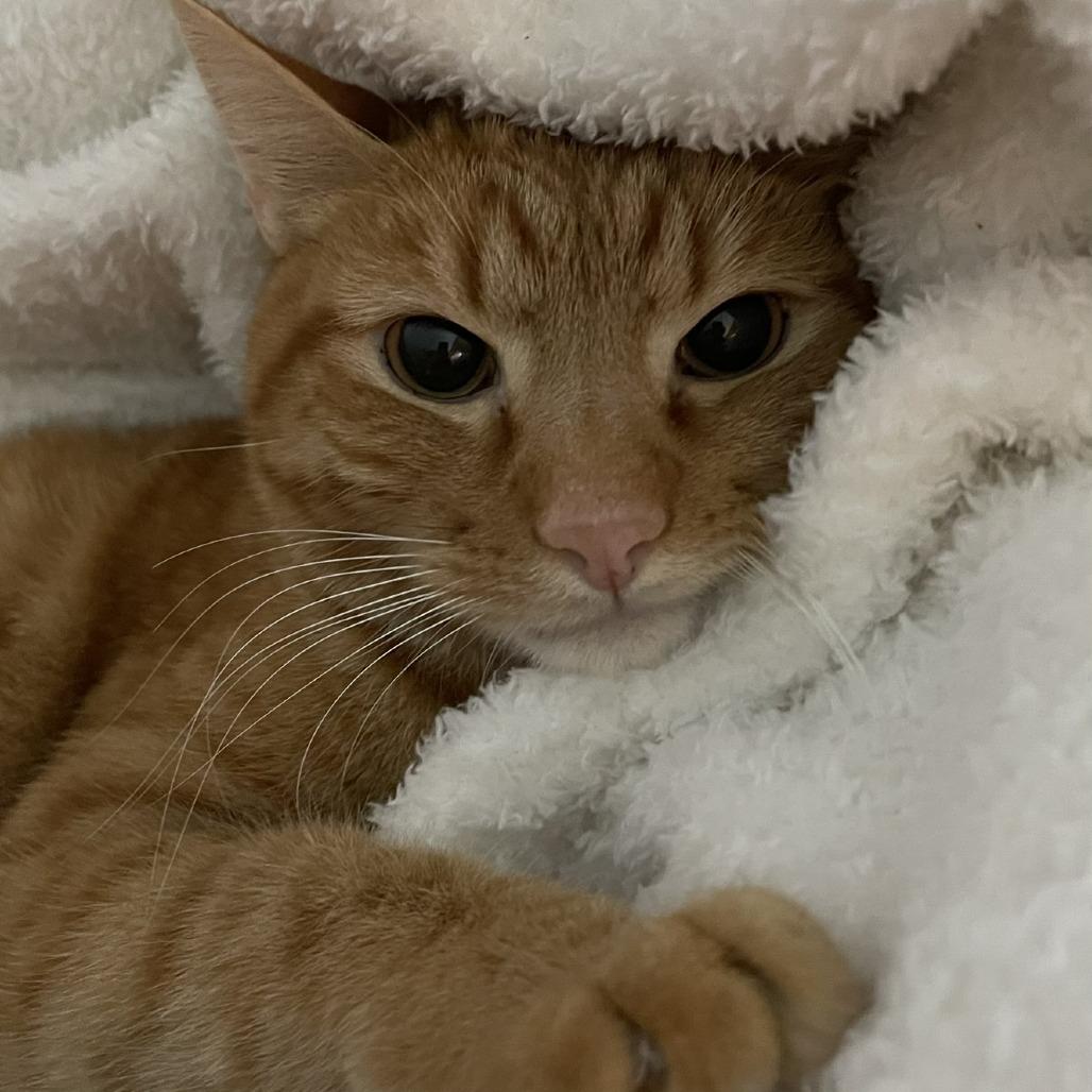 Enlarge Christopher, a Adoptable Domestic Short Hair in Flower Mound, TX image 2/6