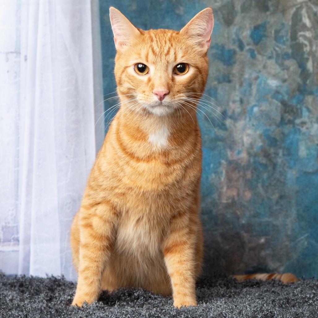 Christopher, Adoptable, Adult Male Domestic Short Hair.