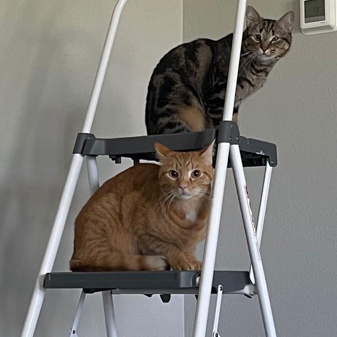 Enlarge Christopher, a Adoptable Domestic Short Hair in Flower Mound, TX image 3/6