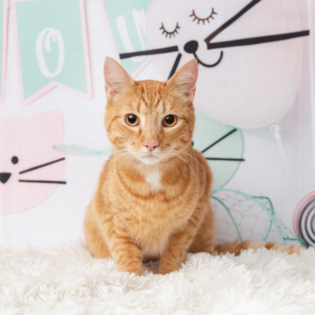 Enlarge Christopher, a Adoptable Domestic Short Hair in Flower Mound, TX image 2/6