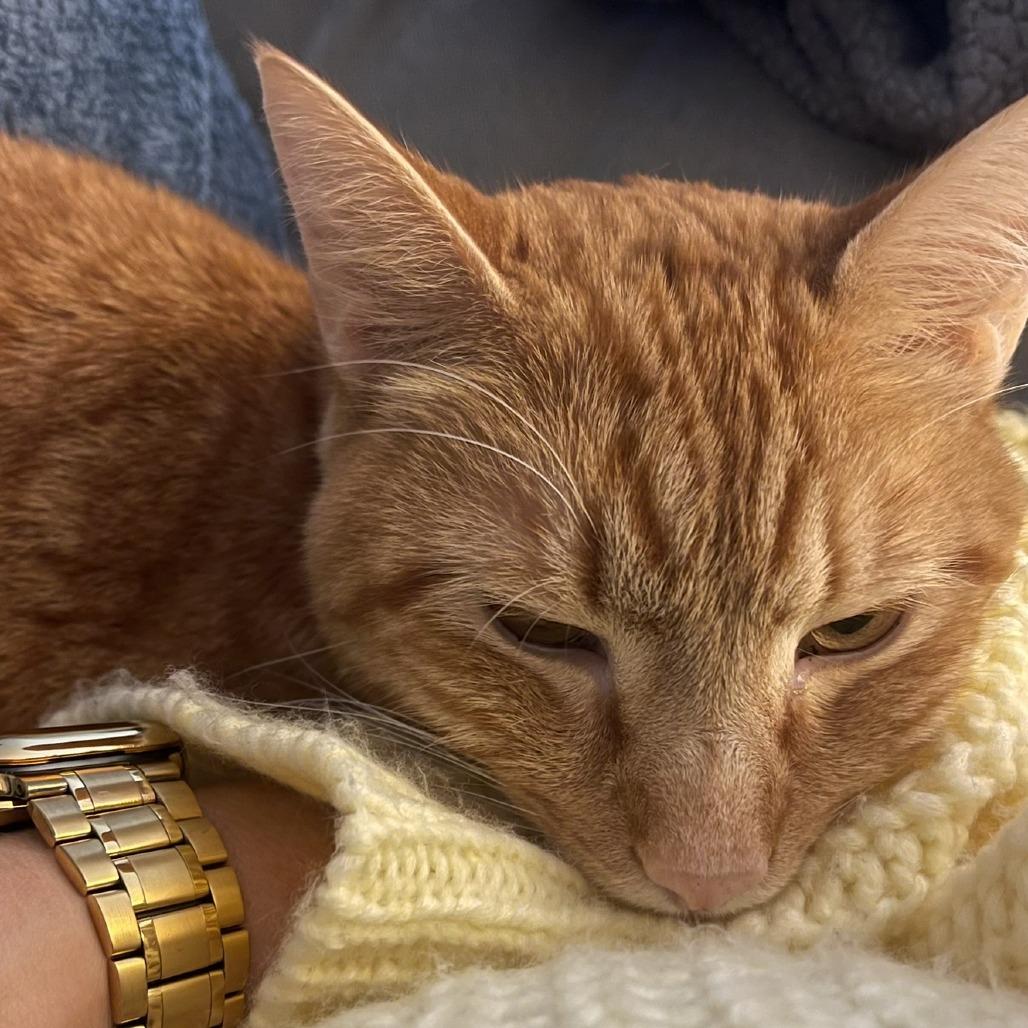 Enlarge Christopher, a Adoptable Domestic Short Hair in Flower Mound, TX image 4/6