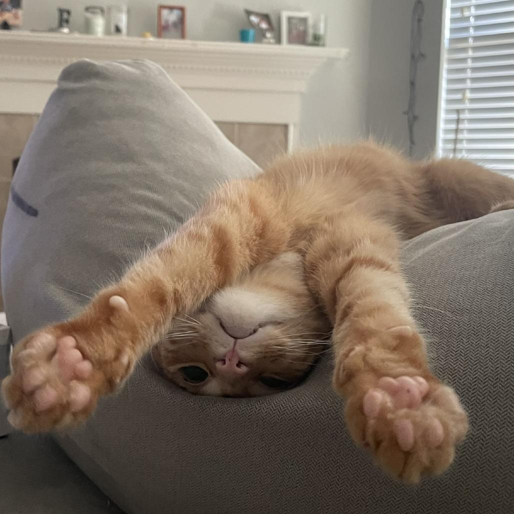 Enlarge Christopher, a Adoptable Domestic Short Hair in Flower Mound, TX image 5/6