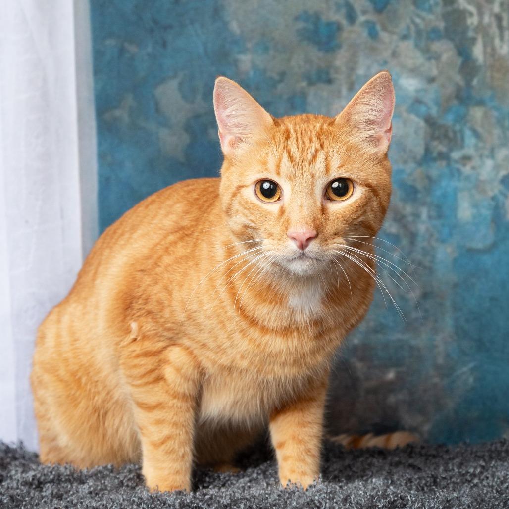 Enlarge Christopher, a Adoptable Domestic Short Hair in Flower Mound, TX image 4/6