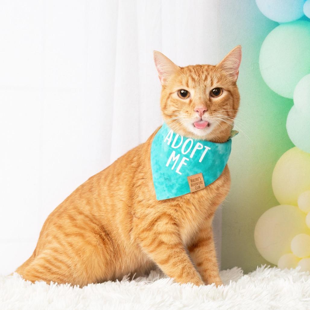 Enlarge Christopher, a Adoptable Domestic Short Hair in Flower Mound, TX image 5/6