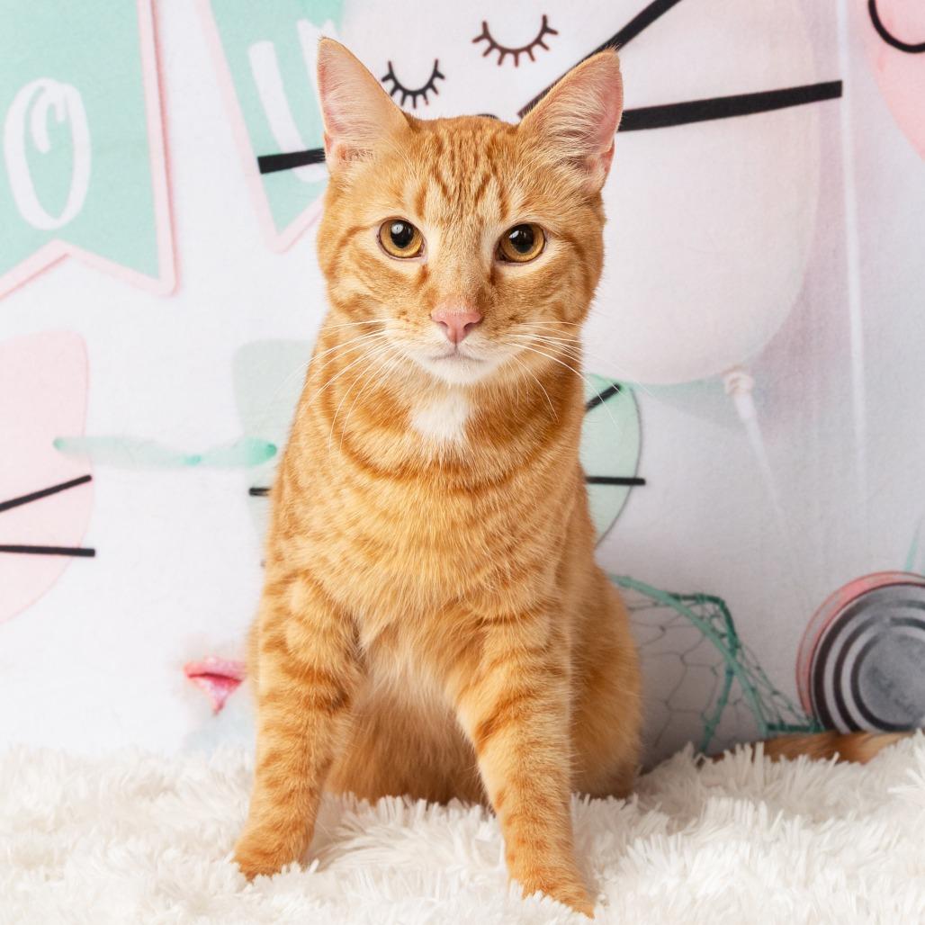 Enlarge Christopher, a Adoptable Domestic Short Hair in Flower Mound, TX image 6/6