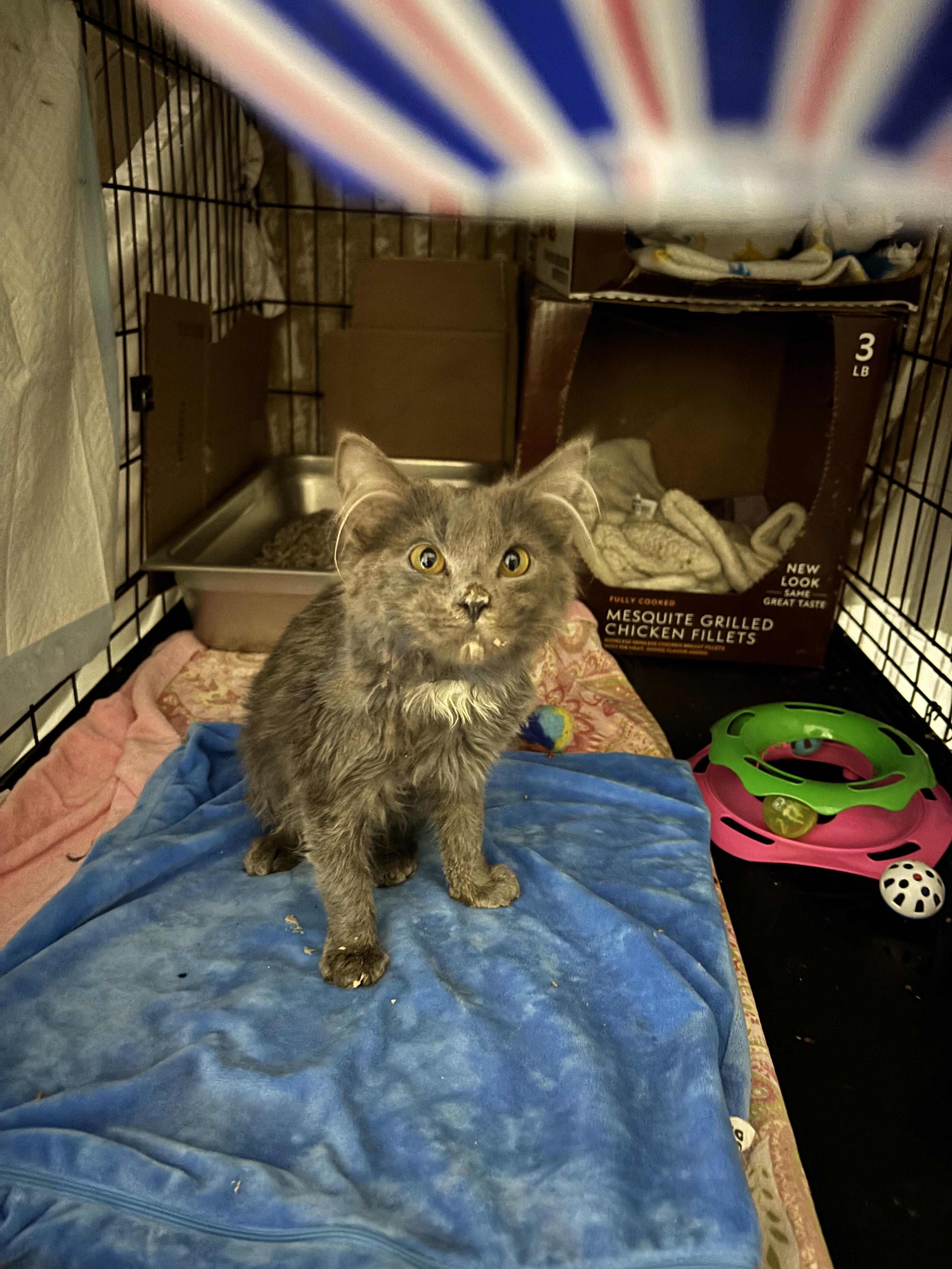 RAMBO, an adopted Domestic Short Hair in Pittsburgh, PA image 3/3