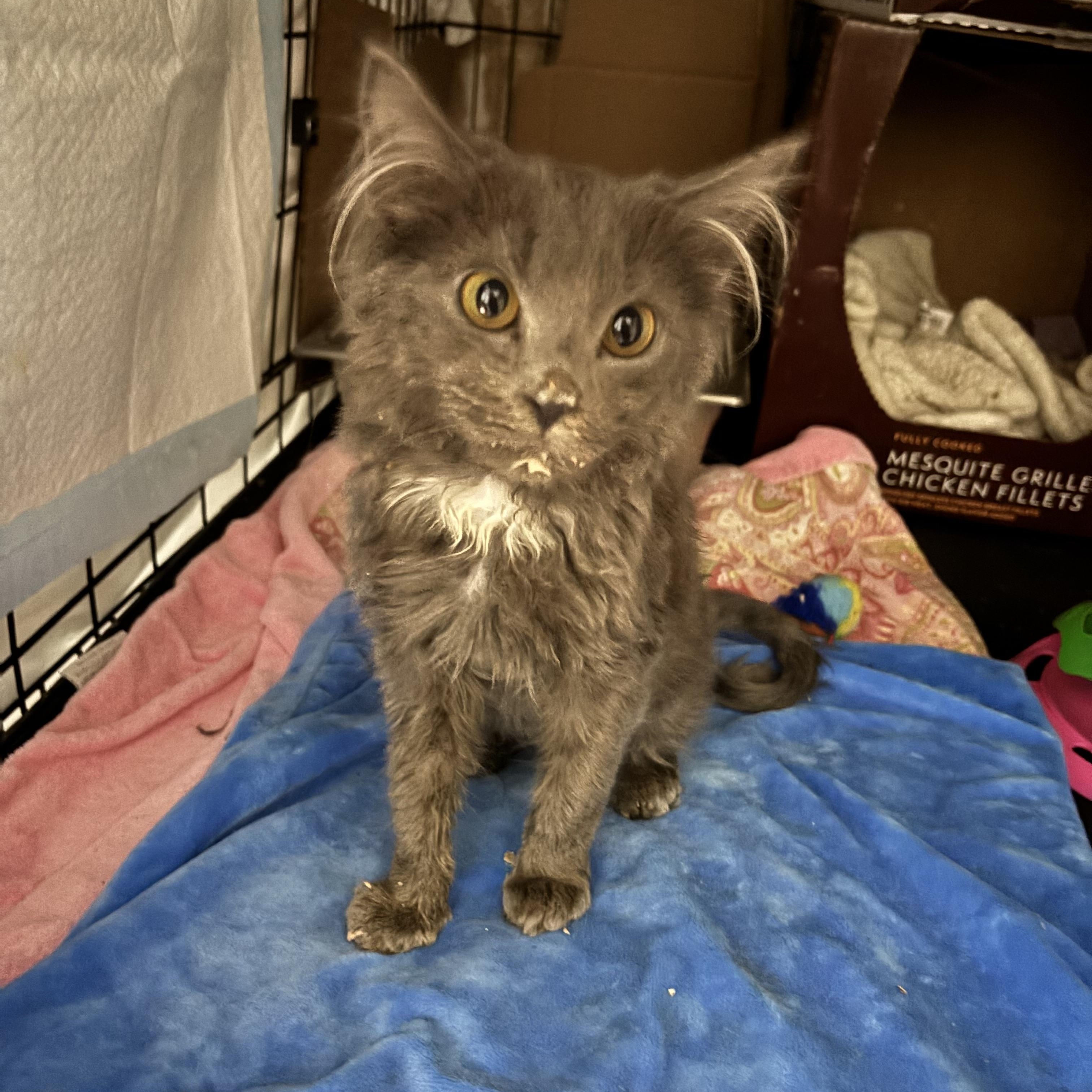 RAMBO, an adopted Domestic Short Hair in Pittsburgh, PA image 1/3