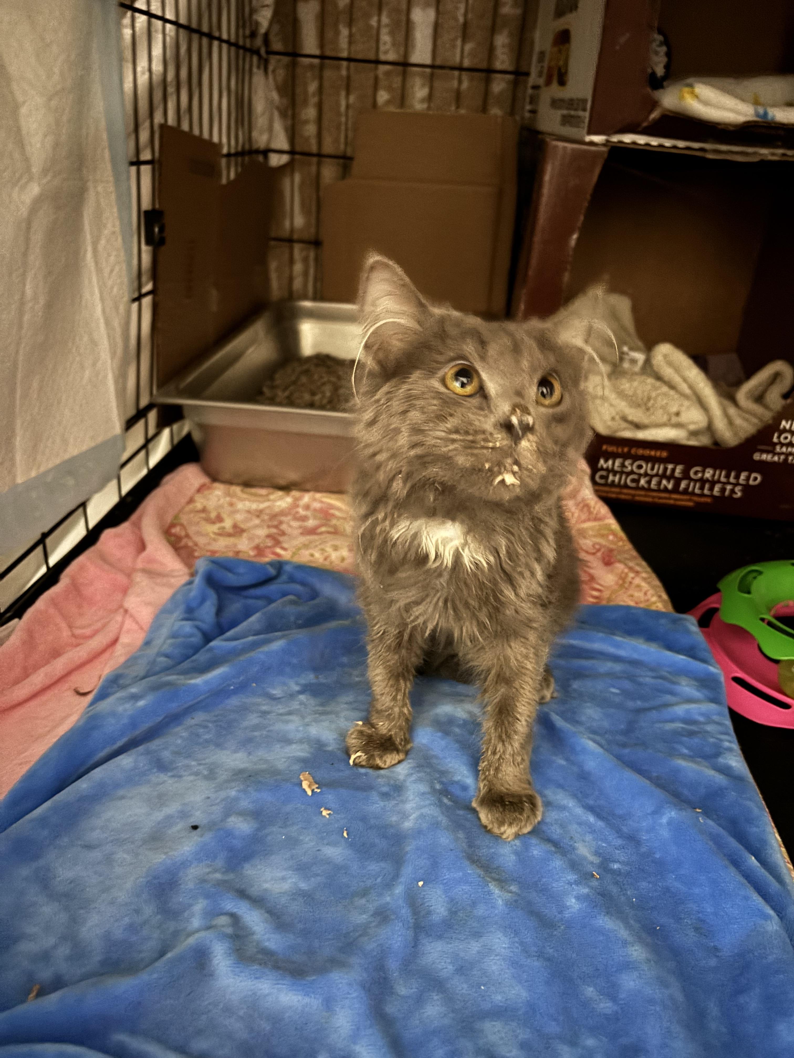 RAMBO, an adopted Domestic Short Hair in Pittsburgh, PA image 2/3