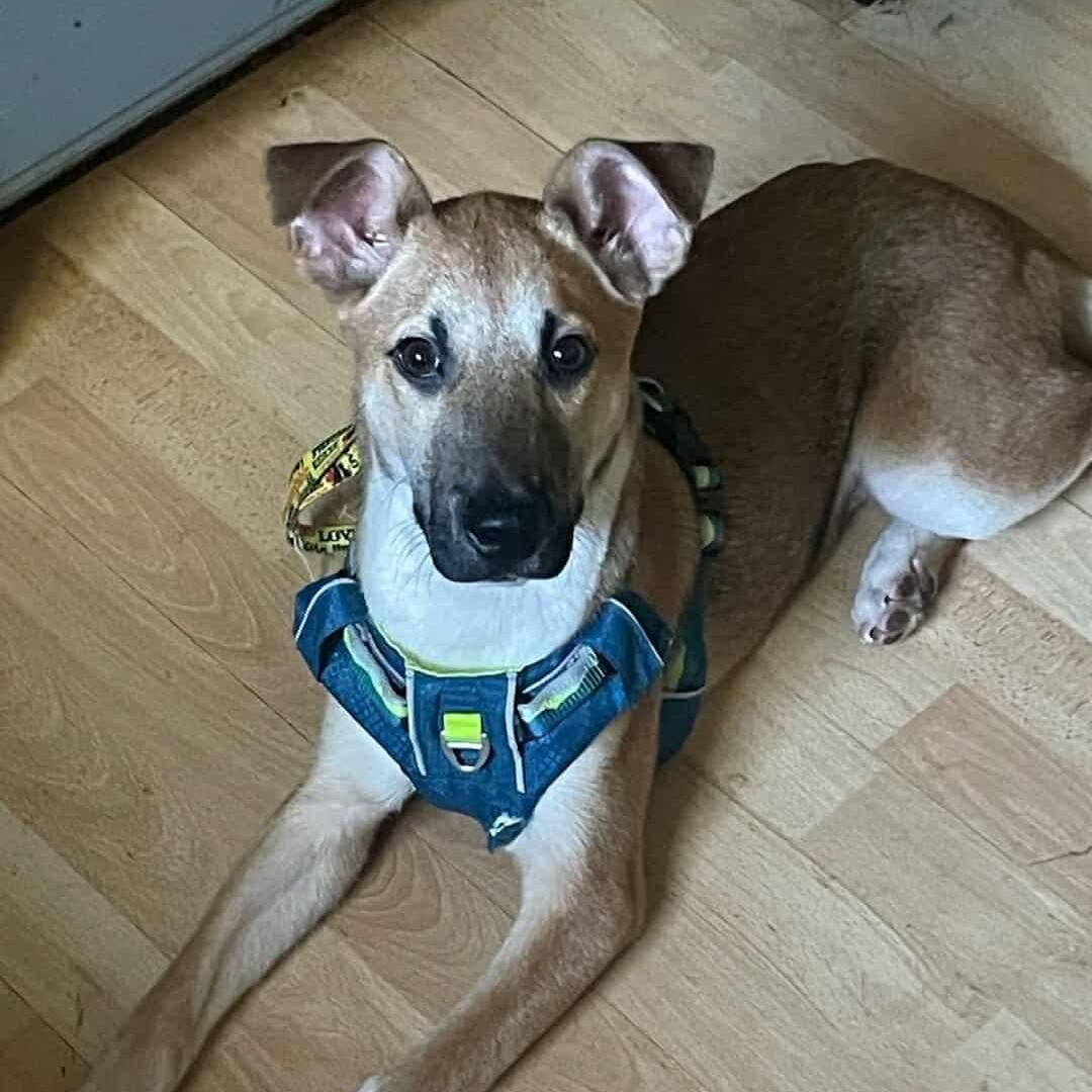 Gunner, ADOPTABLE, Young Male German Shepherd Dog.