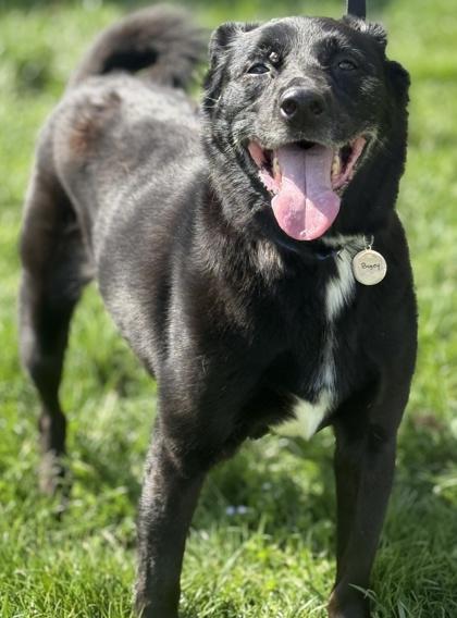 Bogey, Adoptable, Senior Male Labrador Retriever & Finnish Spitz.