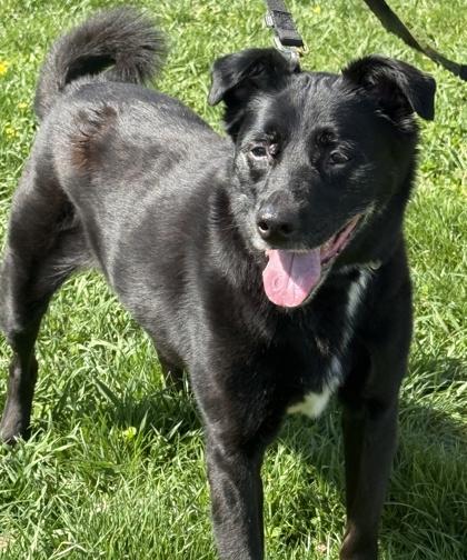 Bogey, a Adoptable mixed breed in Malvern, PA image 2/3
