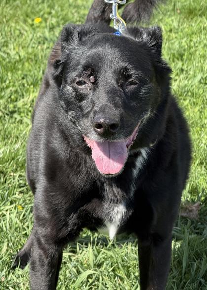 Bogey, a Adoptable mixed breed in Malvern, PA image 3/3