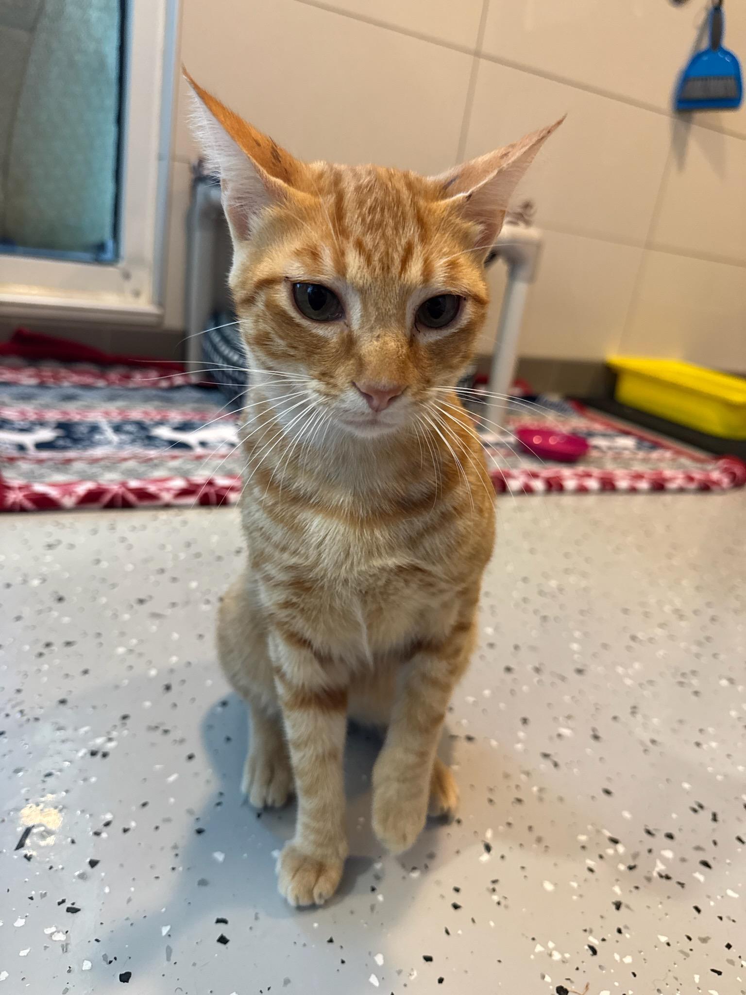 *Rambler, adopted, Young Male Domestic Short Hair.