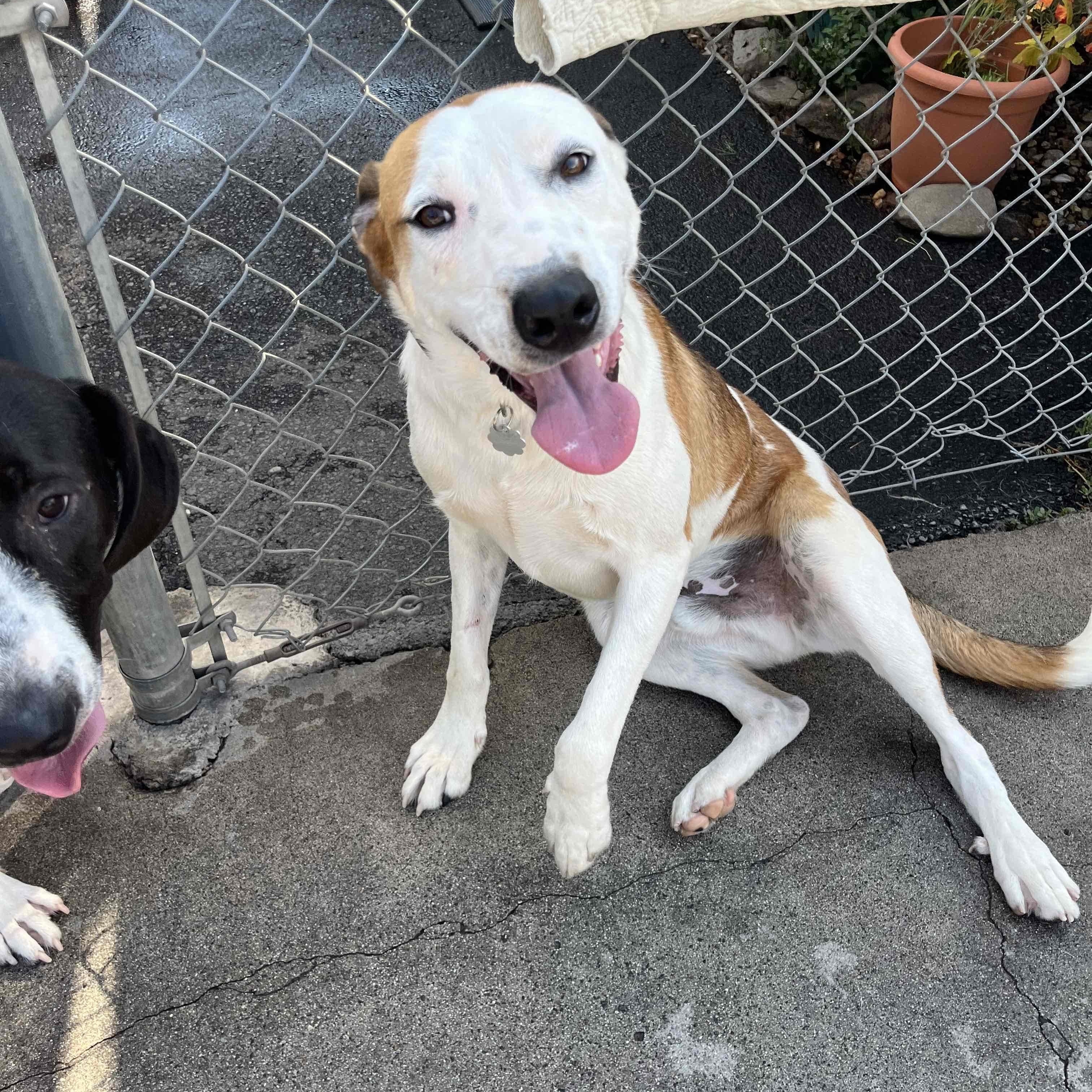 Bingo 0124, adoptable, Young Male McNab & Great Pyrenees.