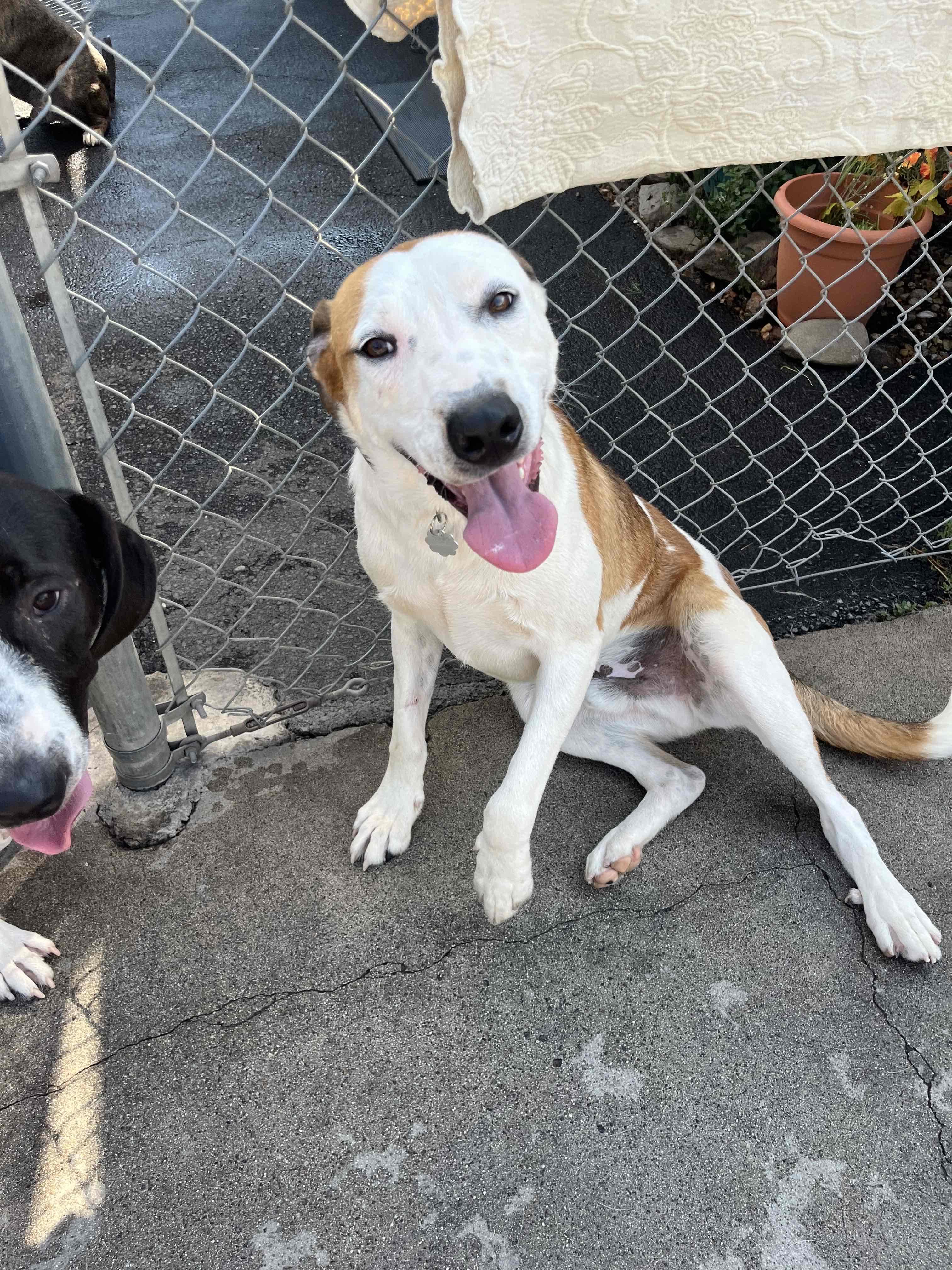Bingo 0124, an adoptable McNab, Great Pyrenees in Sonora, CA, 95370 | Photo Image 5