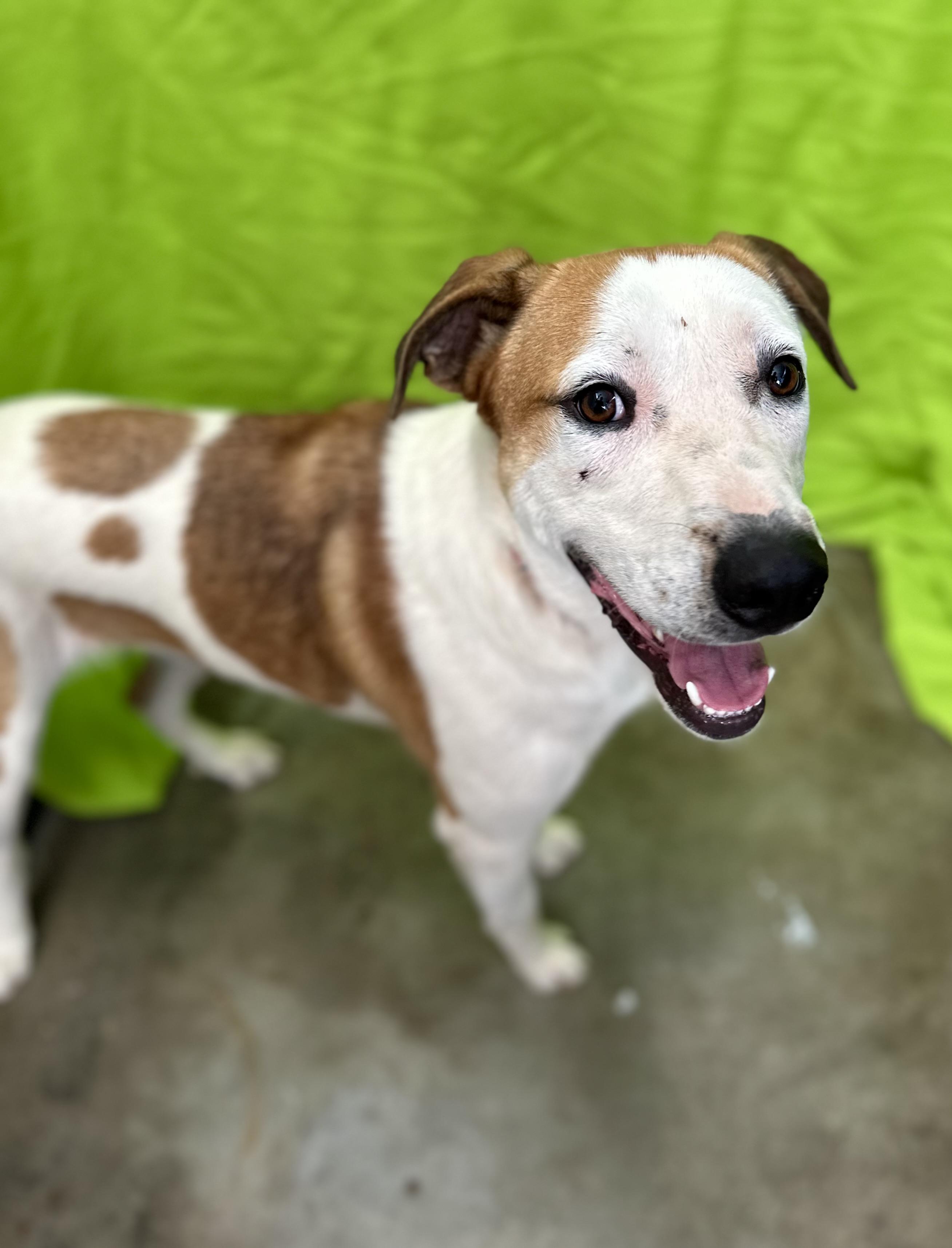 Enlarge Bingo 0124, an adoptable mixed breed in Sonora, CA image 3/6