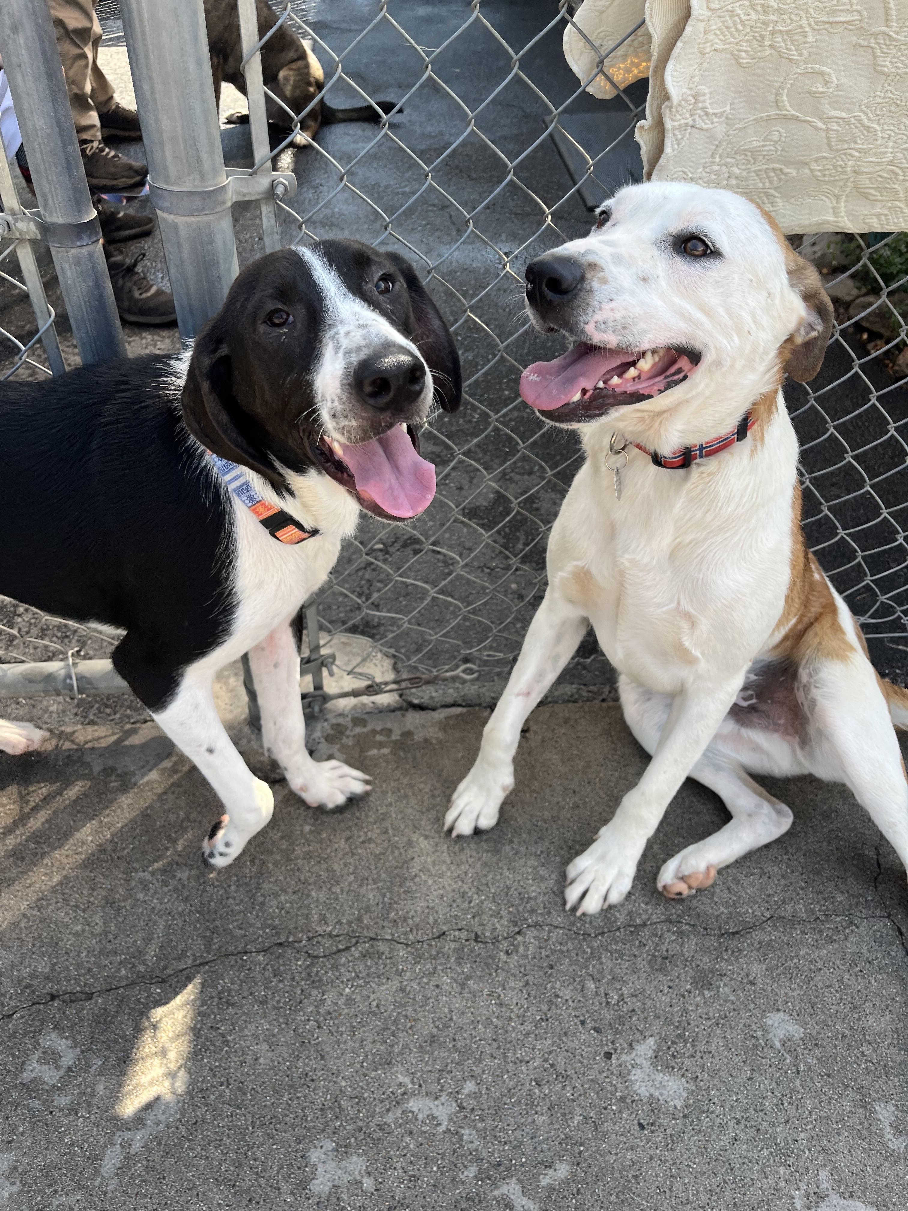 Bingo 0124, an adoptable McNab, Great Pyrenees in Sonora, CA, 95370 | Photo Image 6