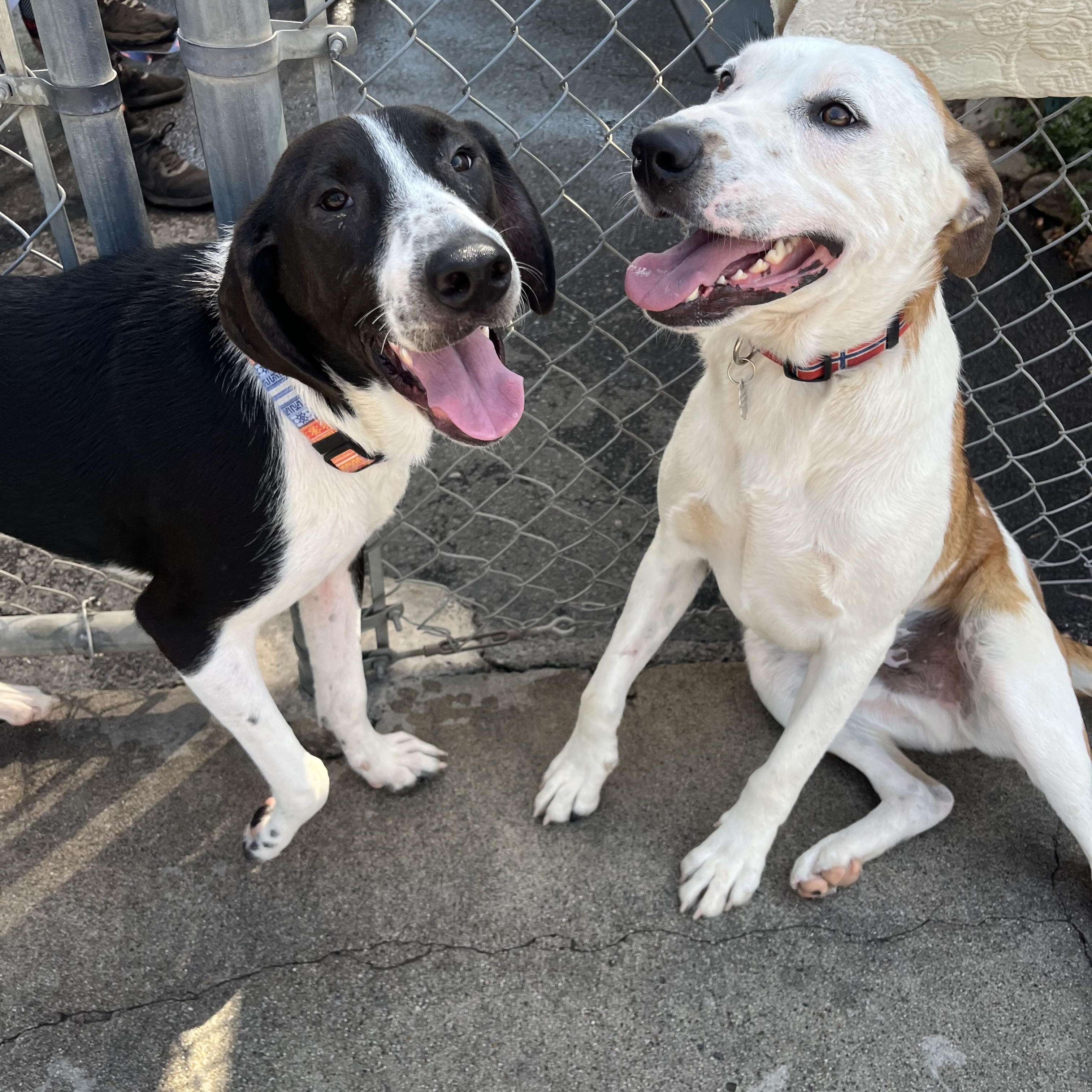 Enlarge Bingo 0124, an adoptable mixed breed in Sonora, CA image 4/6