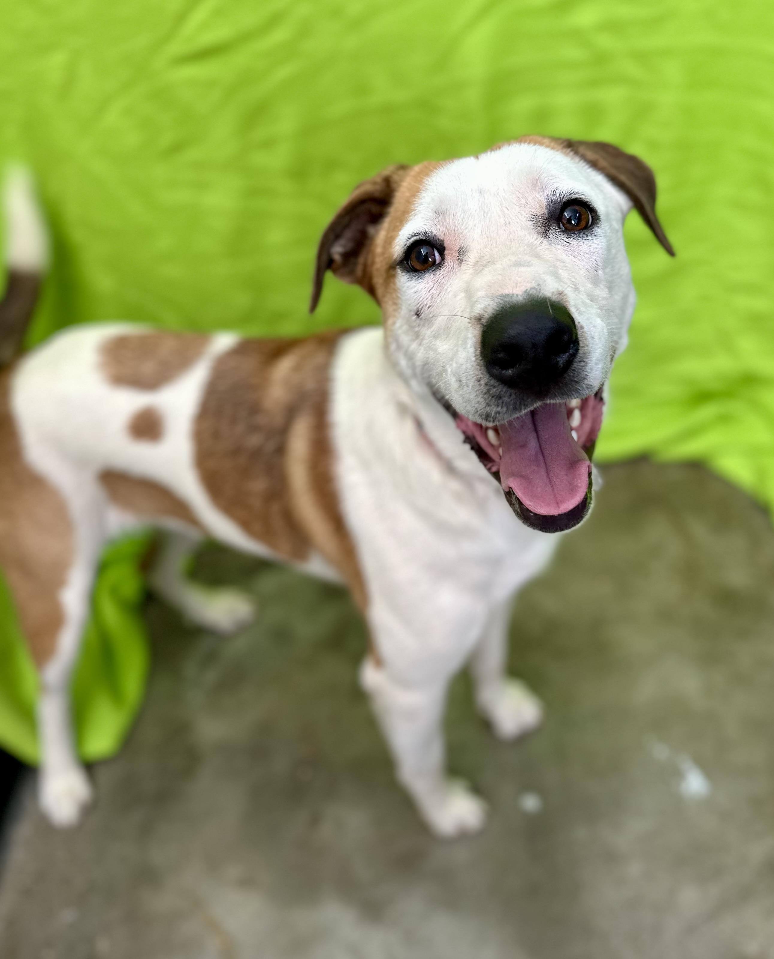 Enlarge Bingo 0124, an adoptable mixed breed in Sonora, CA image 2/6