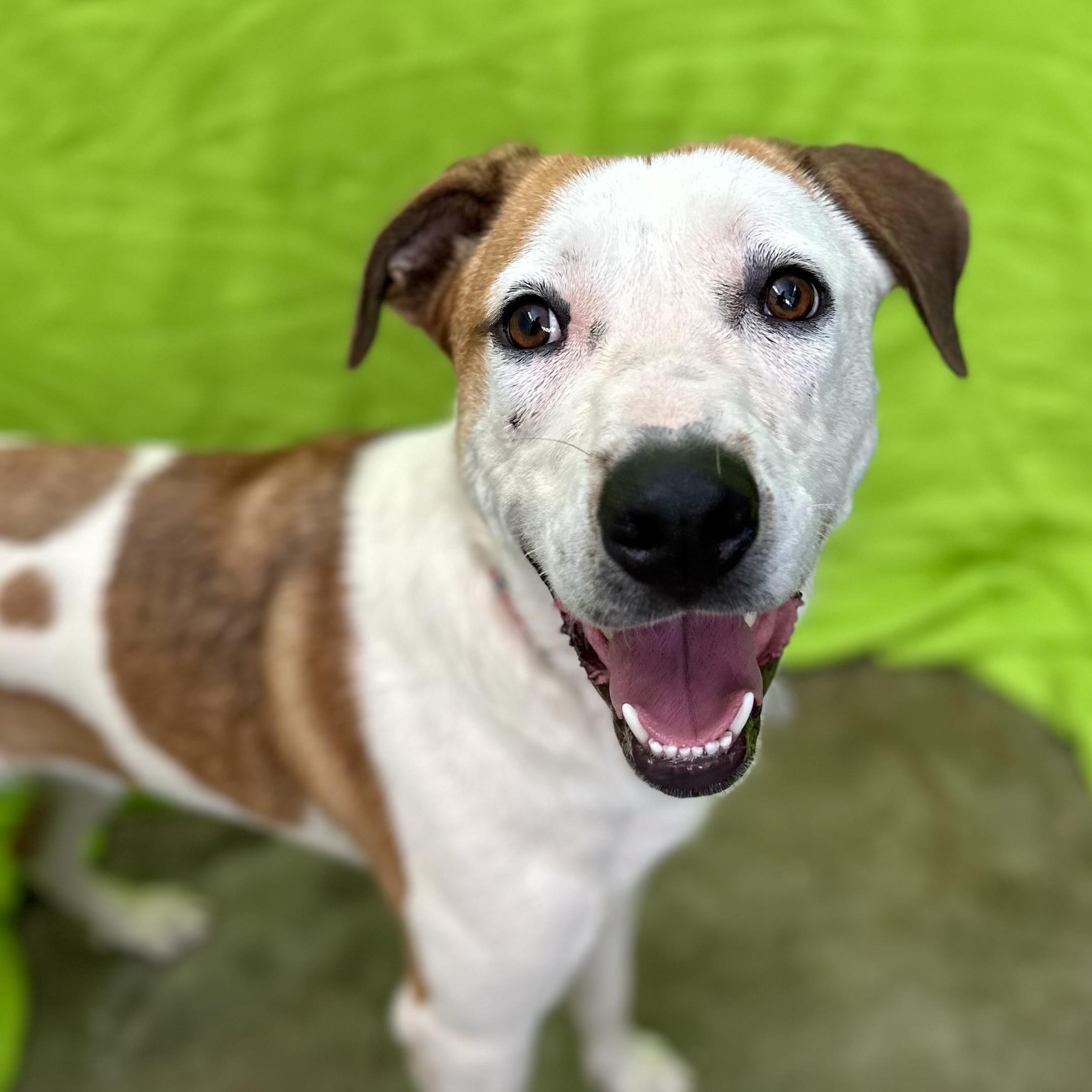 Bingo 0124, an adoptable McNab, Great Pyrenees in Sonora, CA, 95370 | Photo Image 1
