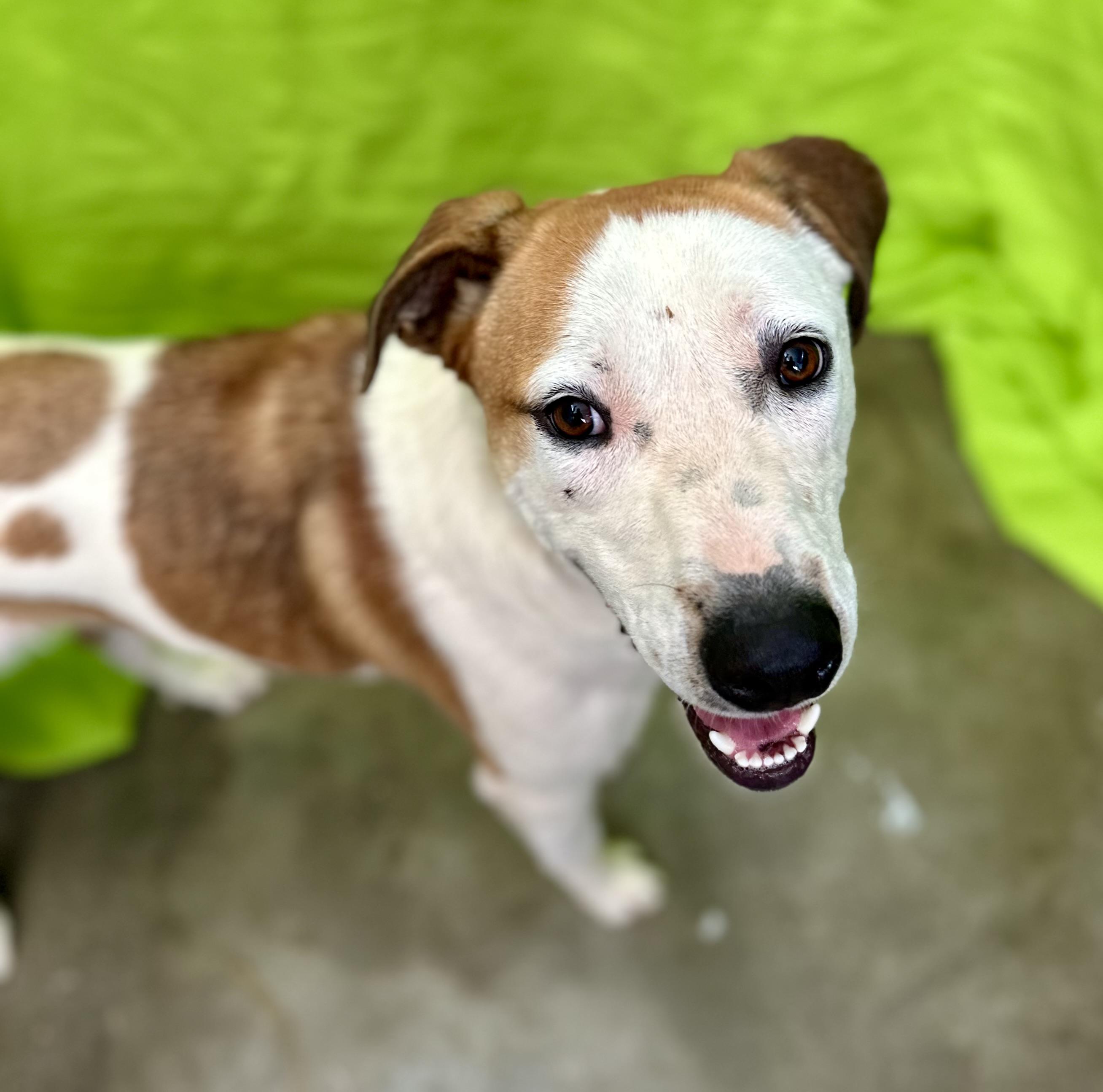 Enlarge Bingo 0124, an adoptable mixed breed in Sonora, CA image 4/6