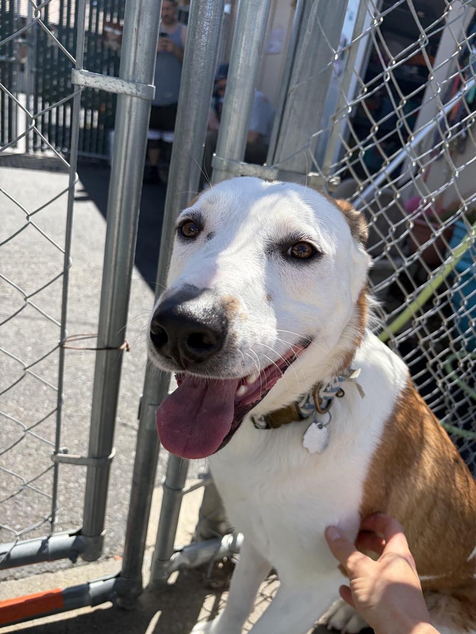 Enlarge Bingo 0124, an adoptable mixed breed in Sonora, CA image 5/6