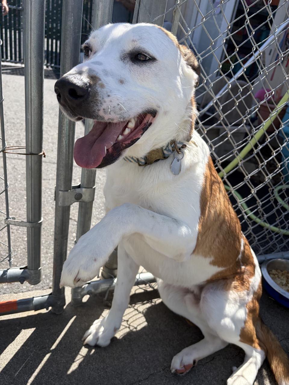Enlarge Bingo 0124, an adoptable mixed breed in Sonora, CA image 6/6