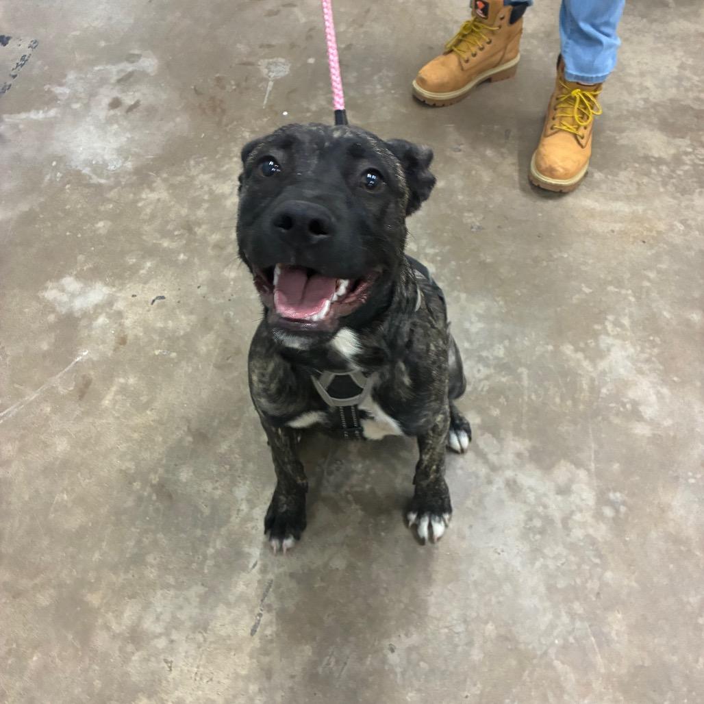 Betty, Adoptable, Young Female Mixed Breed.