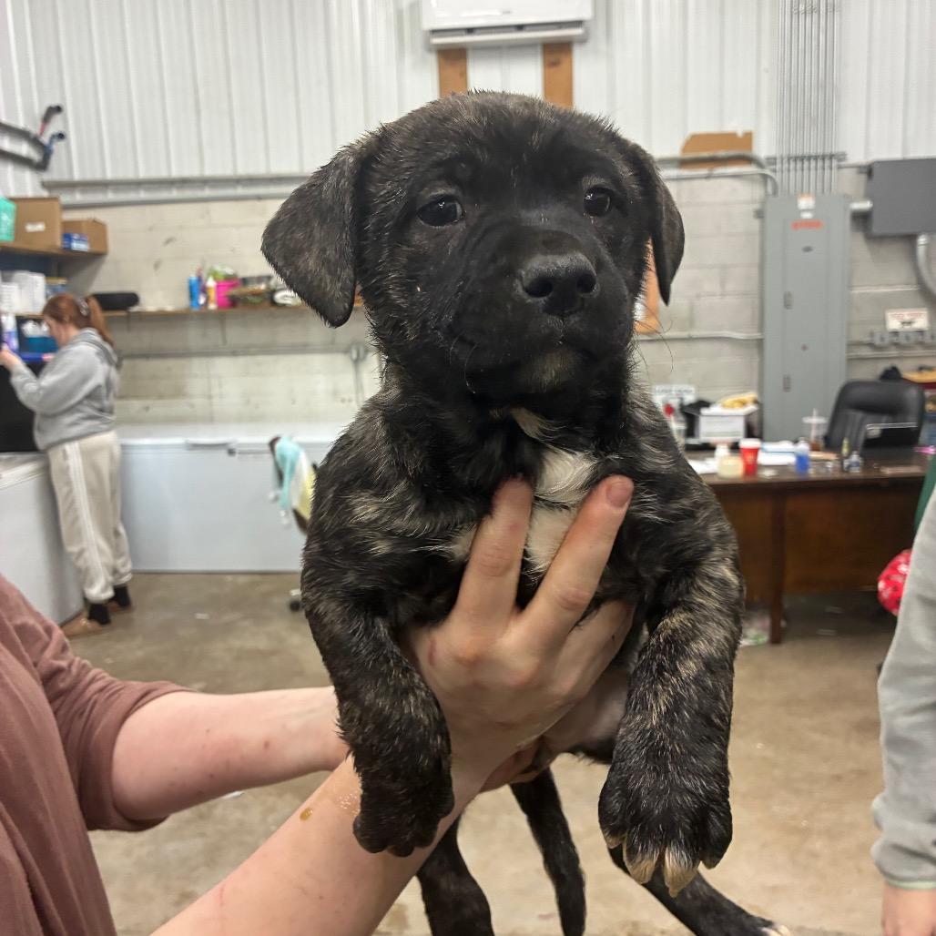 Enlarge Betty, a Adoptable Mixed Breed in Corbin, KY image 2/2