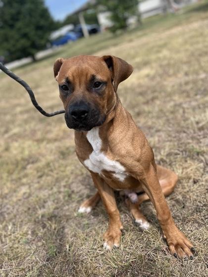 Enlarge Spanky, a Adoptable Boxer in Winfield, KS image 1/1