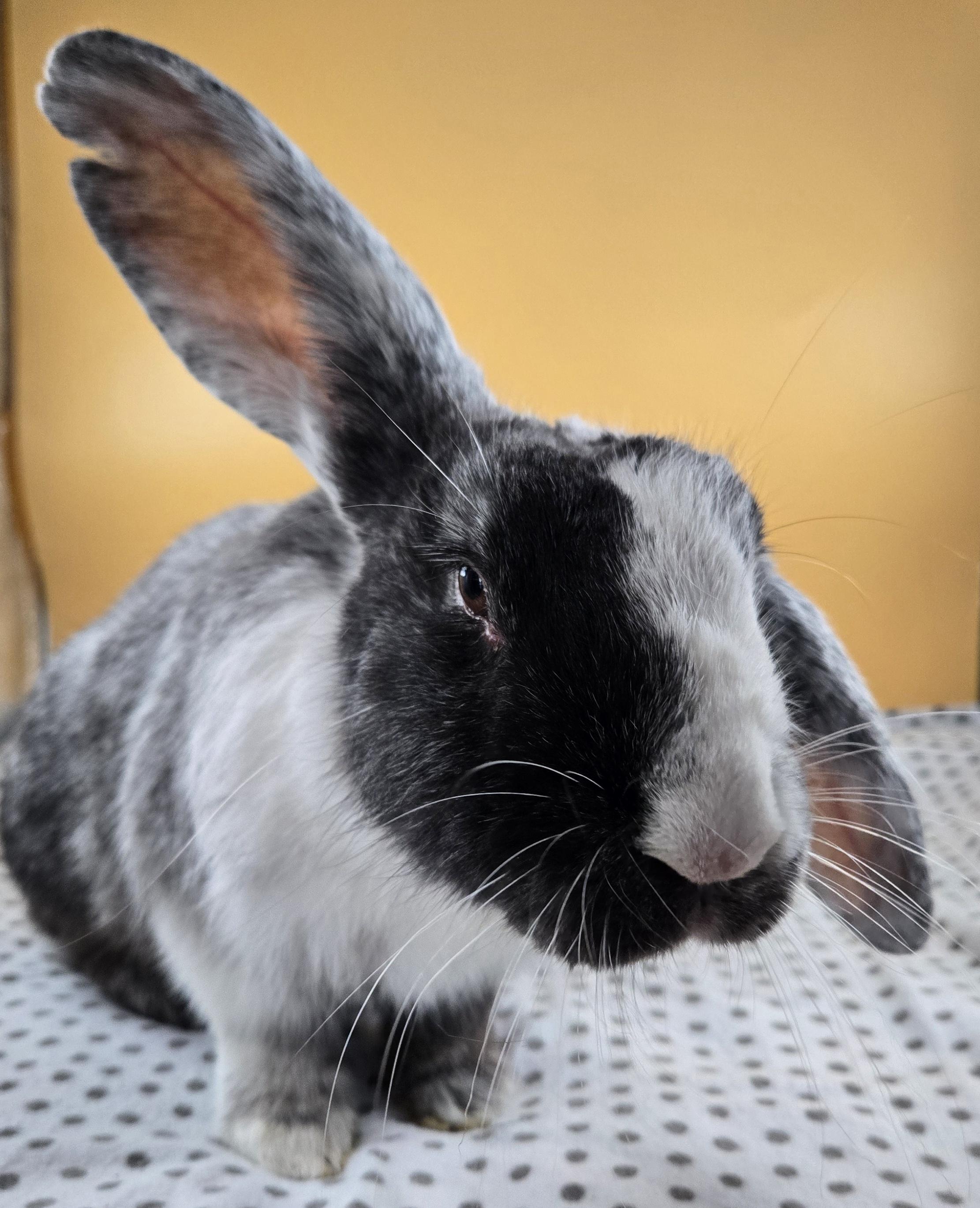 Ser Cranberry , a ADOPTABLE Harlequin in San Antonio, TX image 3/4