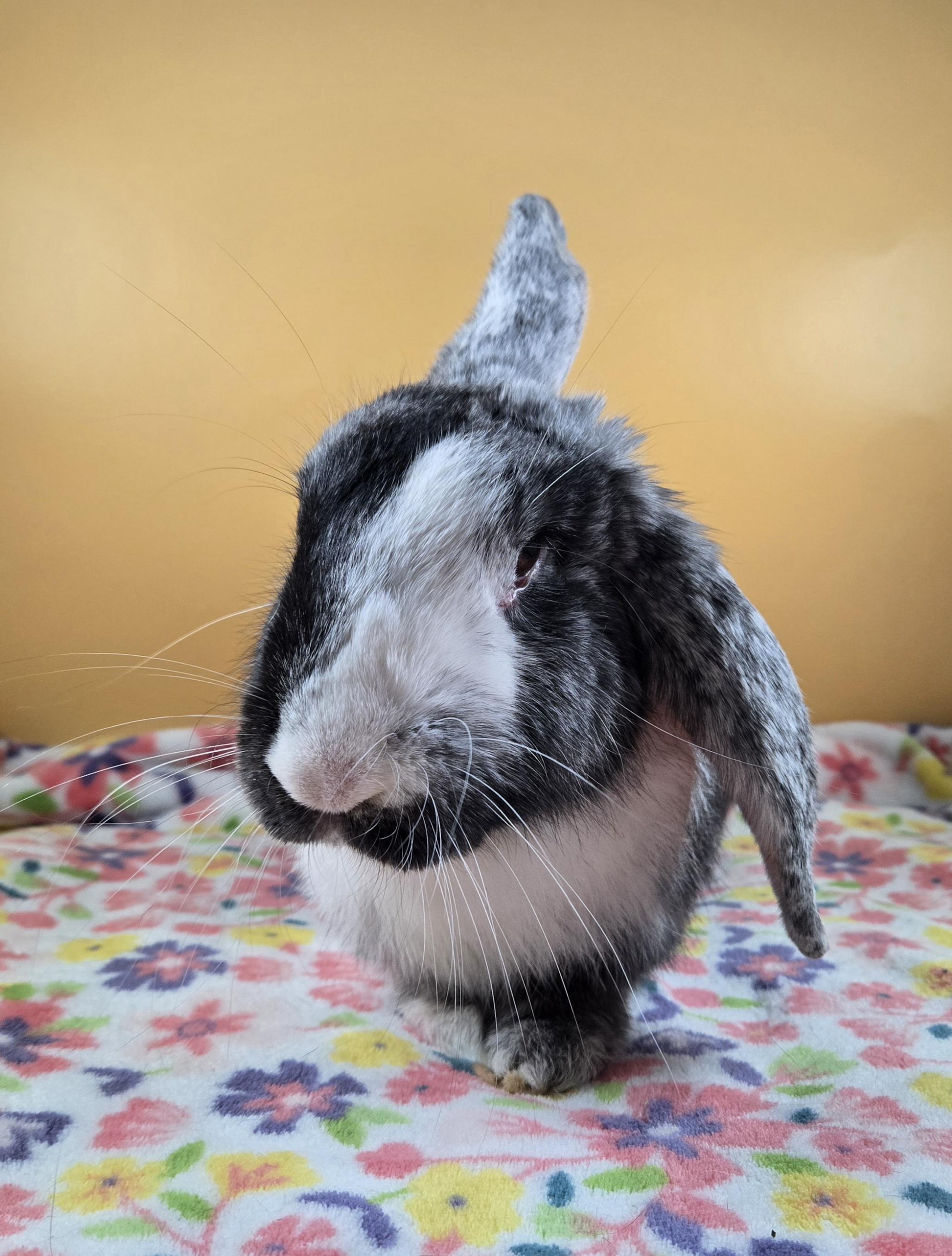 Ser Cranberry , a ADOPTABLE Harlequin in San Antonio, TX image 1/4