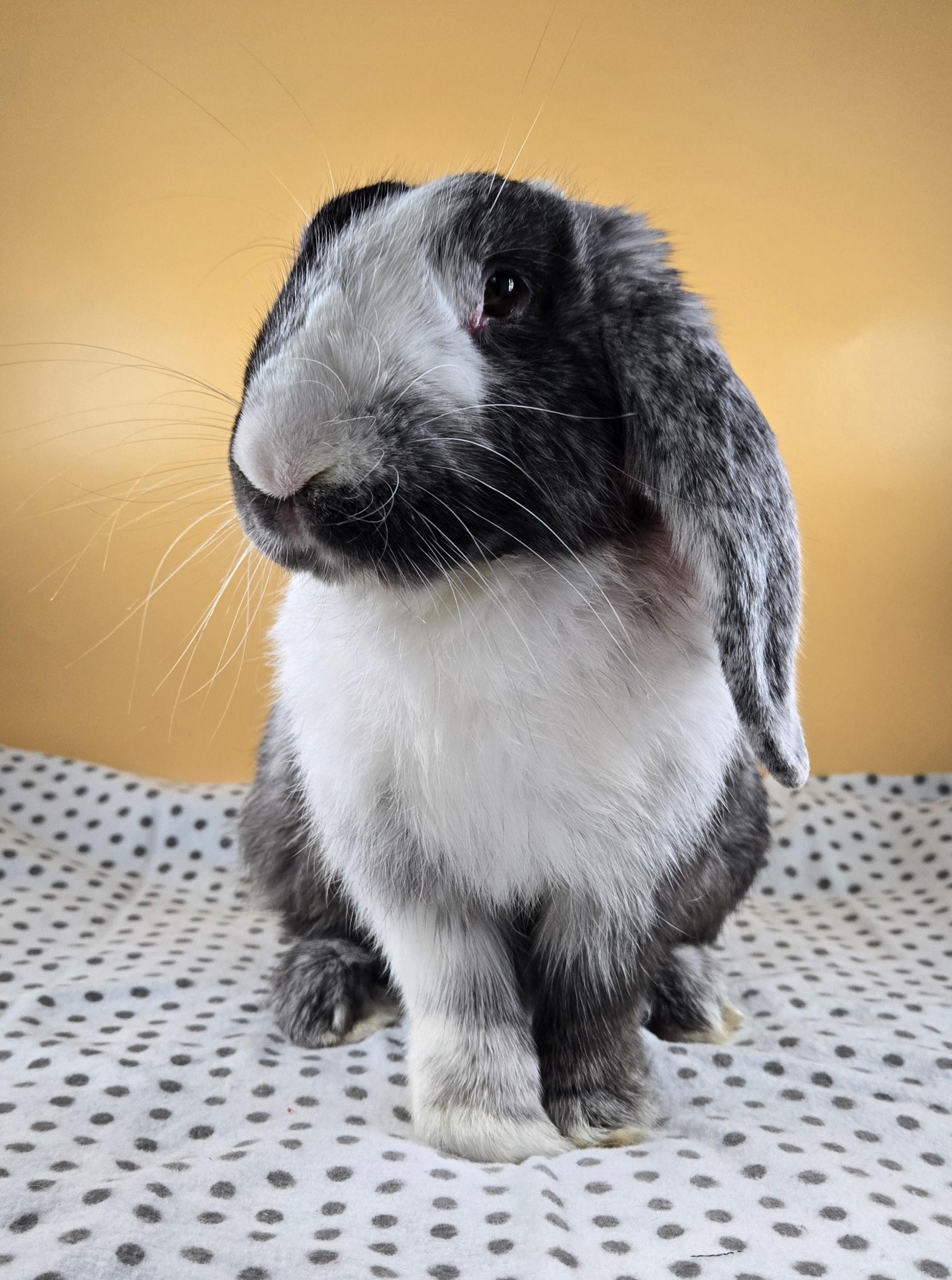 Ser Cranberry , a ADOPTABLE Harlequin in San Antonio, TX image 4/4